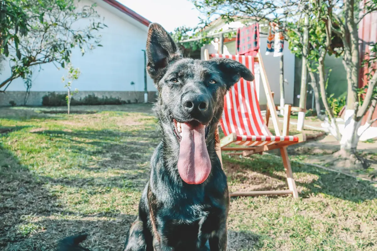 Dog sitting in a backyard lawn, where fleas are picked up outdoors