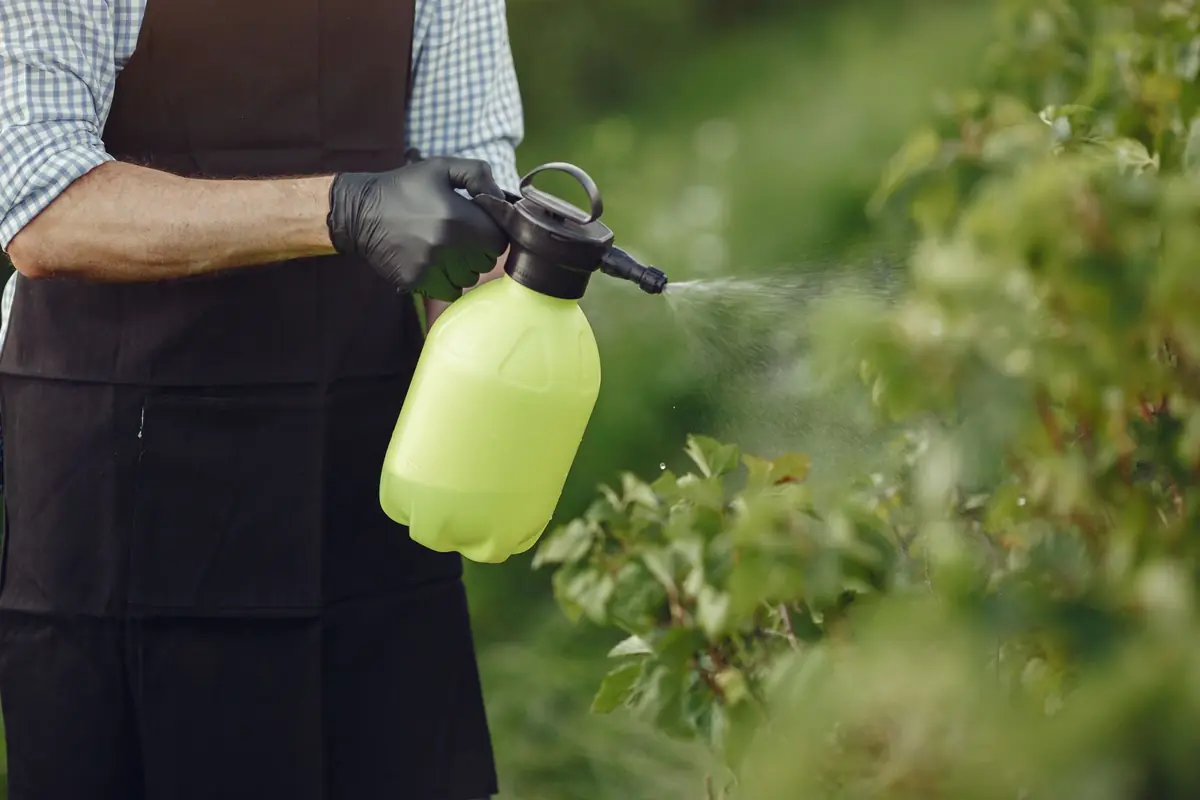 Gloved hand spraying foundation shrubs during a quarterly exterior treatment