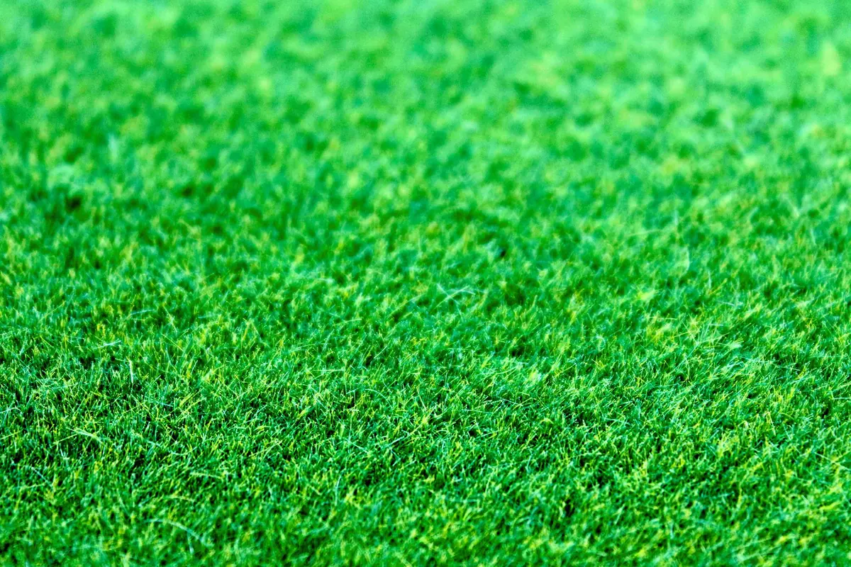 Close-up of thick, healthy green lawn grass